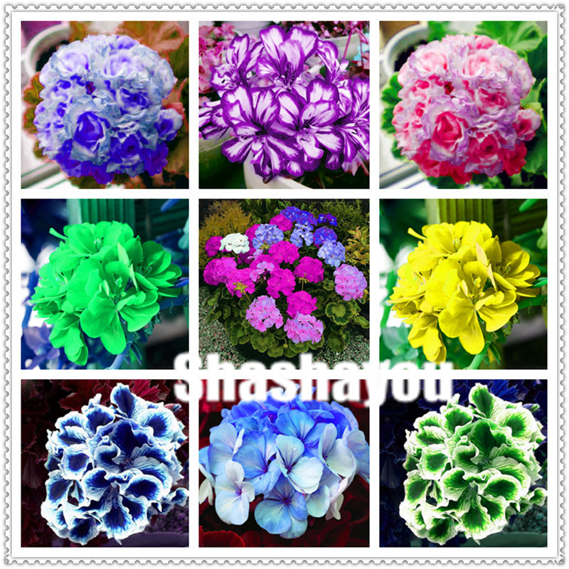 200 Pcs/bag Seeds Geranium Bonsai Flower Plants Perennial Flower bonsai Pelargonium Peltatum Potted plant Geranium for Home Garden
200 Pcs/bag Seeds Geranium Bonsai Flower Plants Perennial Flower bonsai Pelargonium Peltatum Potted plant Geranium for Home Garden