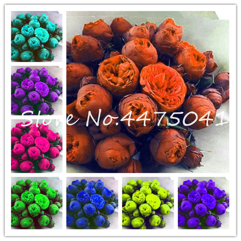 20 Pcs Rainbow Exotic Double Peony Bonsai plant seeds Multicolor Perennial Peony Flower Chinese Paeonia Suffruticosa Plant Diy Home Garden
20 Pcs Rainbow Exotic Double Peony Bonsai plant seeds Multicolor Perennial Peony Flower Chinese Paeonia Suffruticosa Plant Diy Home Garden