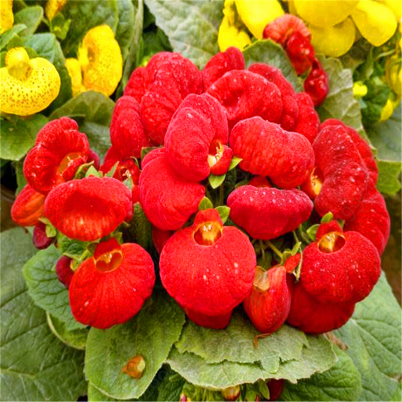 100 Pcs Calceolaria Seeds Bonsai Dicentra Spectabilis Rare Flower In Home Garden DIY Bonsai Beautiful Outdoor Plants Easy Planting
100 Pcs Calceolaria Seeds Bonsai Dicentra Spectabilis Rare Flower In Home Garden DIY Bonsai Beautiful Outdoor Plants Easy Planting