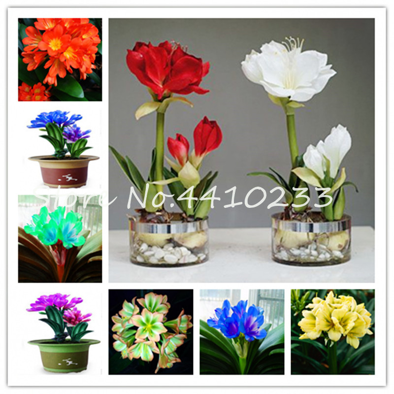 Bonsai 200 Pcs Seeds Mixed Clivia Rare Rainbow Clivia Flower Potted Plants Dedicated Windowsill Perennial Flower Diy Home Garden Plant
Bonsai 200 Pcs Seeds Mixed Clivia Rare Rainbow Clivia Flower Potted Plants Dedicated Windowsill Perennial Flower Diy Home Garden Plant
