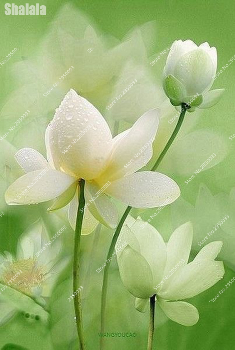 10 Pcs/Bag Exotic Mixed Lotus Flower Bonsai plant seeds Hydroponic Aquatic Plant Lotus Bonsai Perennial Aquatic Flore Plant For Garden Decor
10 Pcs/Bag Exotic Mixed Lotus Flower Bonsai plant seeds Hydroponic Aquatic Plant Lotus Bonsai Perennial Aquatic Flore Plant For Garden Decor