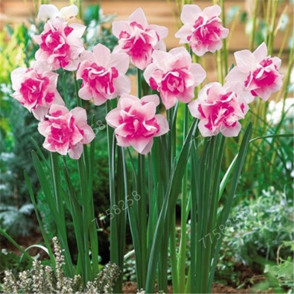 500 Pcs Flower daffodil seeds , flores plant seeds (not daffodil bulbs) bonsai flower Bonsai aquatic double petals Narcissus garden
500 Pcs Flower daffodil seeds , flores plant seeds (not daffodil bulbs) bonsai flower Bonsai aquatic double petals Narcissus garden