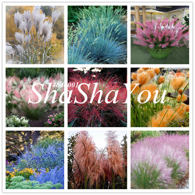Half-hardy Perennial Fountain Grass Pennisetum Setaceum Fireworks bonsai , 300 bonsai / Bag Seeds, Pennisetum bonsai
Half-hardy Perennial Fountain Grass Pennisetum Setaceum Fireworks bonsai , 300 bonsai / Bag Seeds, Pennisetum bonsai