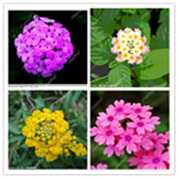 20 pecs a Pack Lantana Camara Bonsai Multi Color Optional Rare Perennial Bonsai Flower Bonsai Plant For Home Garden
20 pecs a Pack Lantana Camara Bonsai Multi Color Optional Rare Perennial Bonsai Flower Bonsai Plant For Home Garden
