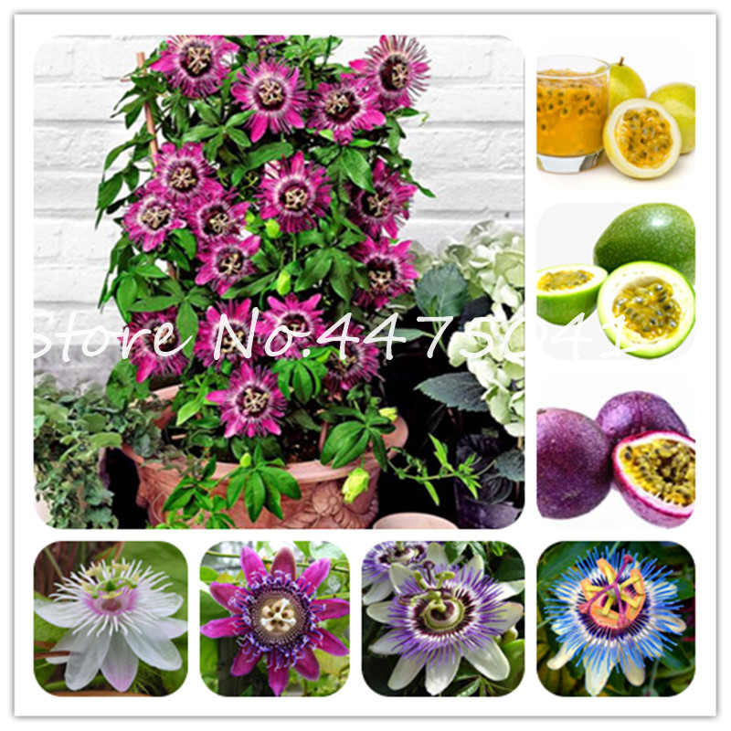 Hot ! 200 Pcs Mixed Passion Flower,Sweet(Passiflora incarnata)Passion Fruit Bonsai plant seeds Tropical Flower Indoor Plants For Home Garden
Hot ! 200 Pcs Mixed Passion Flower,Sweet(Passiflora incarnata)Passion Fruit Bonsai plant seeds Tropical Flower Indoor Plants For Home Garden