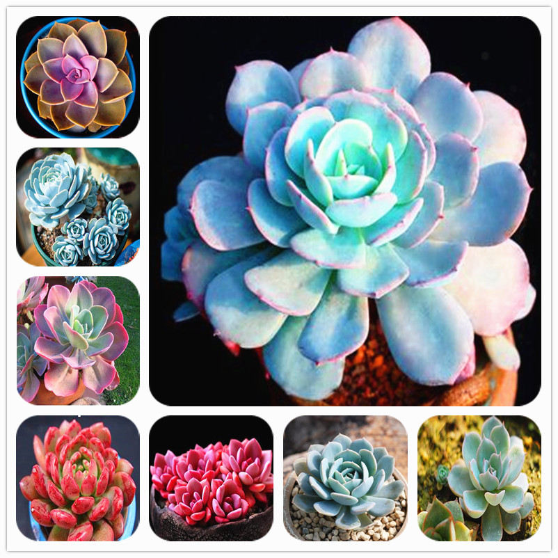Hot Sale! Blue lotus succulent 200 pcs Seeds Bonsai plants flower home garden pot plants Clean air Decorated garden & balcony
Hot Sale! Blue lotus succulent 200 pcs Seeds Bonsai plants flower home garden pot plants Clean air Decorated garden & balcony
