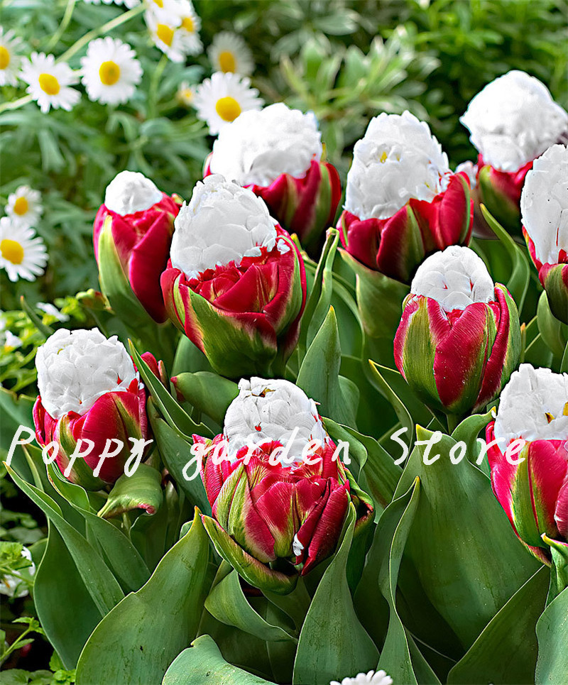 500 Pcs High Quatity Flower Plants Rare White Ice Cream Tulip Bonsai Plant Not Flower Bulbs,Bonsai Balcony Flower For Home Plant
500 Pcs High Quatity Flower Plants Rare White Ice Cream Tulip Bonsai Plant Not Flower Bulbs,Bonsai Balcony Flower For Home Plant