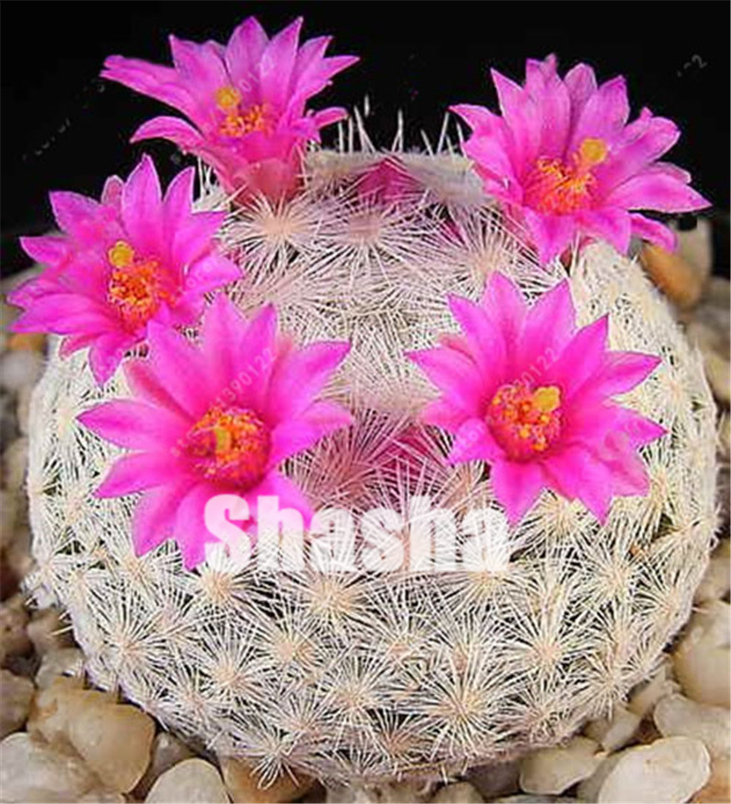 Hot Sale! Bonsai Plant Seeds 20 PCS flowers Potted gift, Cactus DIY home Garden plant Easy to Grow
Hot Sale! Bonsai Plant Seeds 20 PCS flowers Potted gift, Cactus DIY home Garden plant Easy to Grow