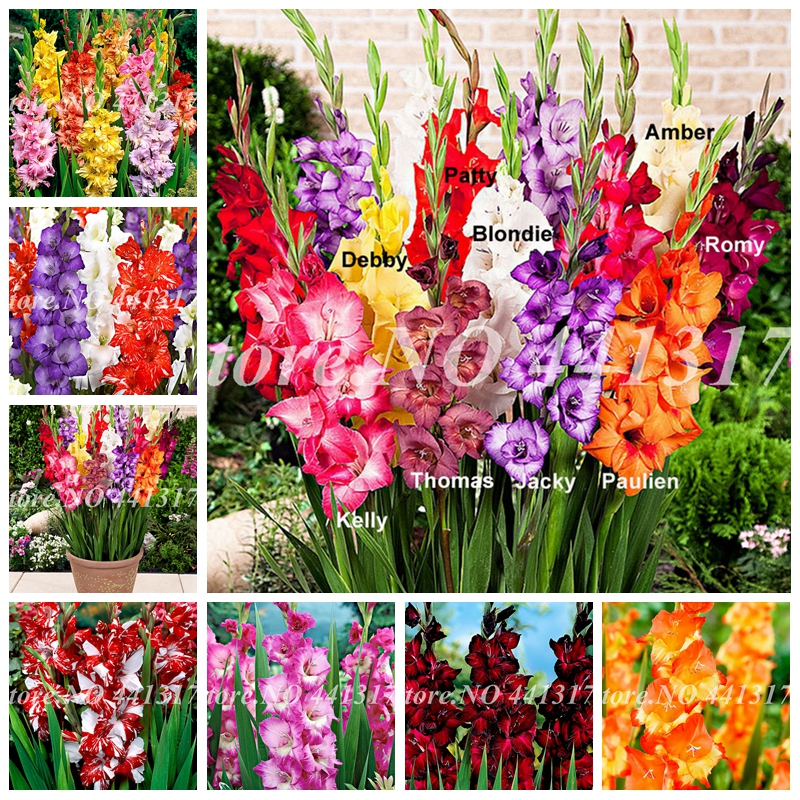 200 Pcs Seeds Striped Gladiolus Bonsai Perennial Sword Lily Garden Plant Flower Orchid Gladiolus Bonsai Gandavensis High Survival Rate
200 Pcs Seeds Striped Gladiolus Bonsai Perennial Sword Lily Garden Plant Flower Orchid Gladiolus Bonsai Gandavensis High Survival Rate
