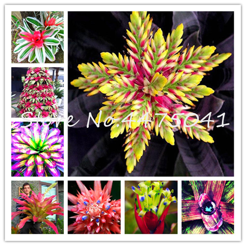 200 Pcs Rainbow Bromeliad Tillandsia Bonsai plant seeds Rare Succulent Fresh Air Plant Very Easy Growing Lazy Plants Bonsai For Home Garden
200 Pcs Rainbow Bromeliad Tillandsia Bonsai plant seeds Rare Succulent Fresh Air Plant Very Easy Growing Lazy Plants Bonsai For Home Garden