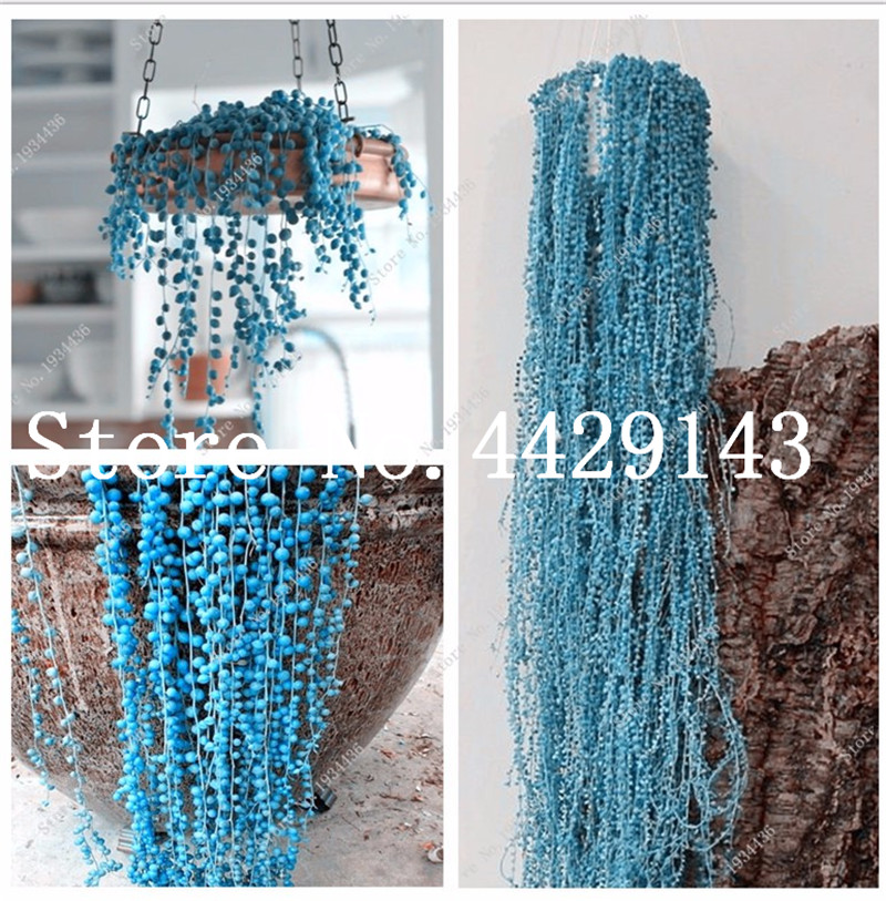 200 pcs/Bag Seeds Blue Pearl Chlorophytum bonsai Beads Garden Succulentas Bonsai Absorb Formaldehyde Potted Indoor Air Purification
200 pcs/Bag Seeds Blue Pearl Chlorophytum bonsai Beads Garden Succulentas Bonsai Absorb Formaldehyde Potted Indoor Air Purification