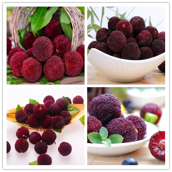10 pcs Arbutus seeds Unedo Strawberry plant Tree Delicious Chinese Fruit bonsais For Healthy And Home Garden Easy Grow
10 pcs Arbutus seeds Unedo Strawberry plant Tree Delicious Chinese Fruit bonsais For Healthy And Home Garden Easy Grow