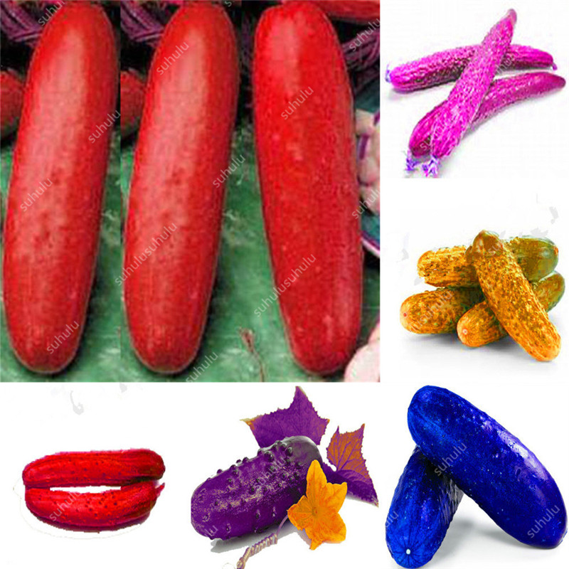 Hot Sale! 50pcs/bag cucumber Bonsai,Miniature cucumber,Organic fruit vegetable Plantas,miniature garden,rare plants for garden
Hot Sale! 50pcs/bag cucumber Bonsai,Miniature cucumber,Organic fruit vegetable Plantas,miniature garden,rare plants for garden