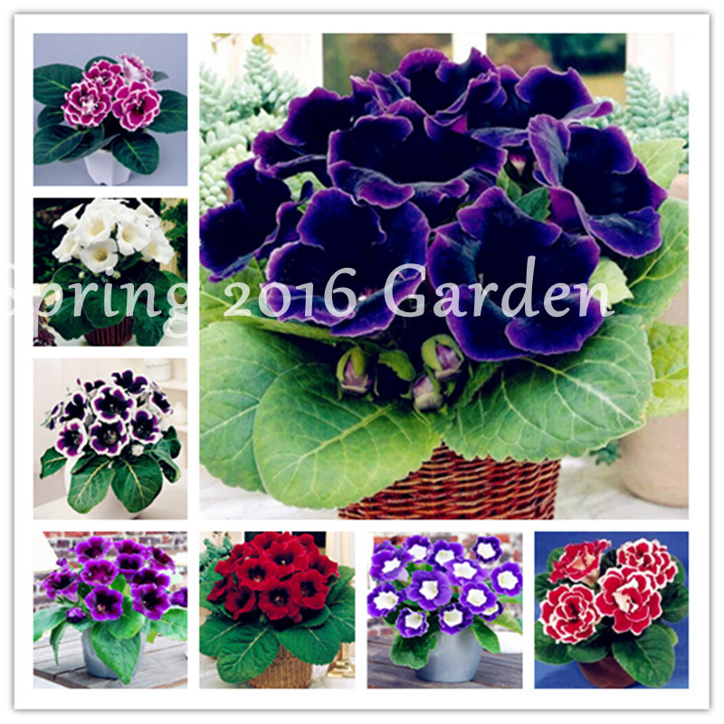 300 pcs imported gloxinia plant seeds bonsai perennial sinningia gloxinia flower plants for home garden decoration pot easy to grow
300 pcs imported gloxinia plant seeds bonsai perennial sinningia gloxinia flower plants for home garden decoration pot easy to grow