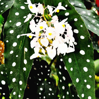Big Sale!!! 100 Pcs/Bag, Wave point Begonia Seeds, Potted Seed, Indoor Potted Plant Wave Point Leaves, Bonsai Seeds Garden Plant
Big Sale!!! 100 Pcs/Bag, Wave point Begonia Seeds, Potted Seed, Indoor Potted Plant Wave Point Leaves, Bonsai Seeds Garden Plant