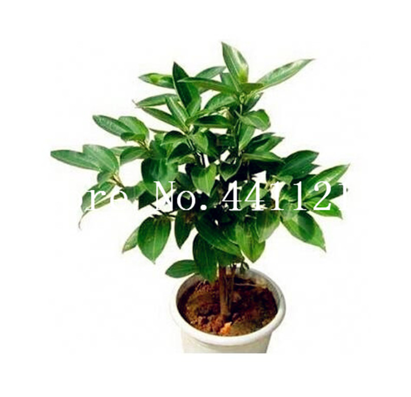 Free Shipping 10 Pcs Japanese Cinnamon Tree Dwarf Trees Bonsai plant seeds Indoor Outdoor Bonsai Pot Container Home Garden Supplies Plant
Free Shipping 10 Pcs Japanese Cinnamon Tree Dwarf Trees Bonsai plant seeds Indoor Outdoor Bonsai Pot Container Home Garden Supplies Plant