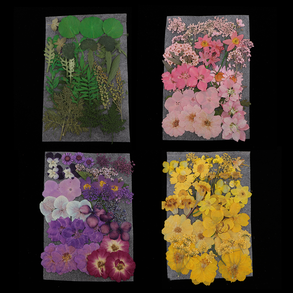 152pcs natural real pressed dried flowers diy scrapbook multicolor 
152pcs natural real pressed dried flowers diy scrapbook multicolor