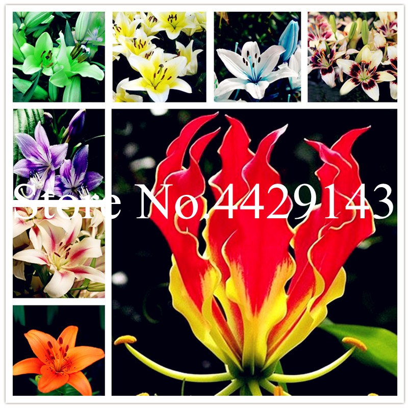 100 Pcs Garland Flame Lilium brownii Flower Balcony Bonsai plant seeds Courtyard Plant Flowers Lily Bonsai, Potted Plant for Home and Garden
100 Pcs Garland Flame Lilium brownii Flower Balcony Bonsai plant seeds Courtyard Plant Flowers Lily Bonsai, Potted Plant for Home and Garden