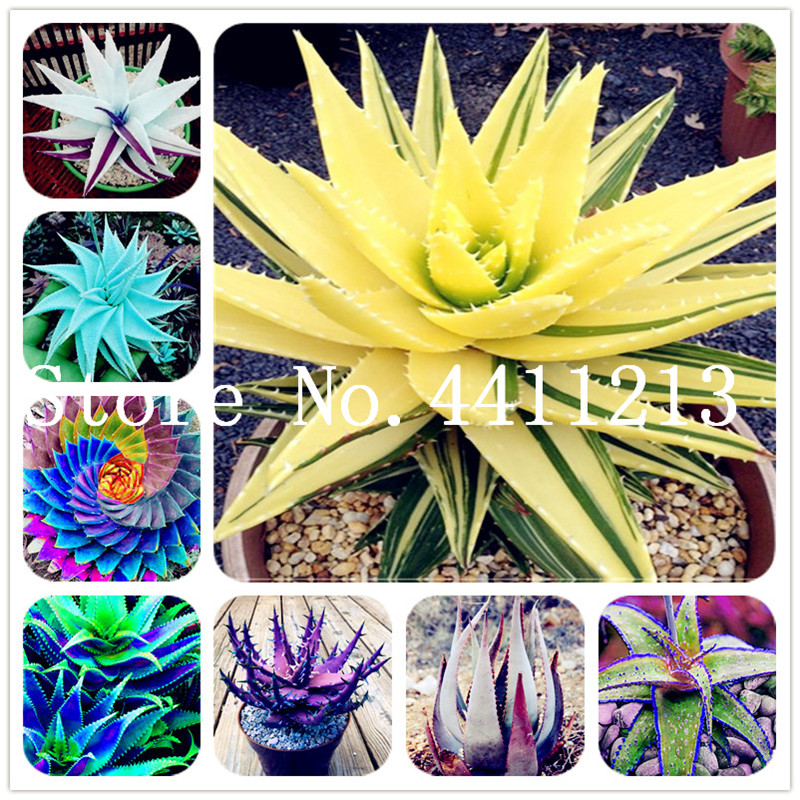 Sale! 50 Pcs Rainbow Aloe Bonsai plant seeds Mixed Excellent Succulent Plants Aloe Vera plant Succulentas Rare Flower For Home Garden Bonsai
Sale! 50 Pcs Rainbow Aloe Bonsai plant seeds Mixed Excellent Succulent Plants Aloe Vera plant Succulentas Rare Flower For Home Garden Bonsai