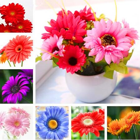 100 Pcs Gerbera Seeds, Indoor Bonsai Plant Flowers Seeds, Perennial Daisy Flower Seeds Family Garden Easy to Grow Chrysanthemum
100 Pcs Gerbera Seeds, Indoor Bonsai Plant Flowers Seeds, Perennial Daisy Flower Seeds Family Garden Easy to Grow Chrysanthemum
