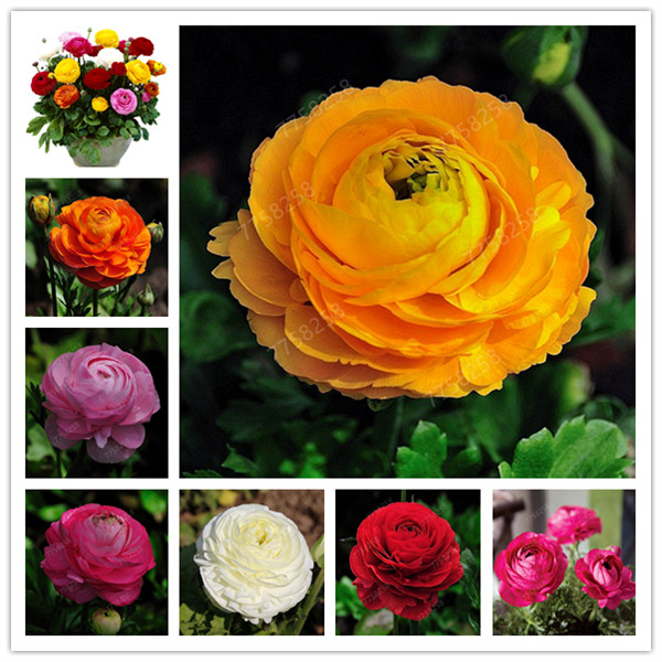 100 Pcs Hot Sale mixed Ranunculus Asiaticus Flower For Home & Garden DIY Plants Persian Buttercup Flower Planta
100 Pcs Hot Sale mixed Ranunculus Asiaticus Flower For Home & Garden DIY Plants Persian Buttercup Flower Planta