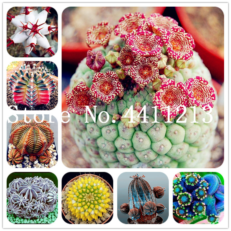 Big Promotion!! 200 Pcs Cactus Rebutia Bonsai plant seeds Variety Flowering Color Cacti Rare Cactus Plant Office Mini Plant Succulent Bonsai
Big Promotion!! 200 Pcs Cactus Rebutia Bonsai plant seeds Variety Flowering Color Cacti Rare Cactus Plant Office Mini Plant Succulent Bonsai