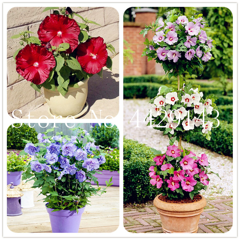 Hot Sale! 200 pcs/bag Seeds Giant hibiscus Bonsai Hibiscus flower Plant outdoor plant bonsai flower for home garden easy to grow
Hot Sale! 200 pcs/bag Seeds Giant hibiscus Bonsai Hibiscus flower Plant outdoor plant bonsai flower for home garden easy to grow