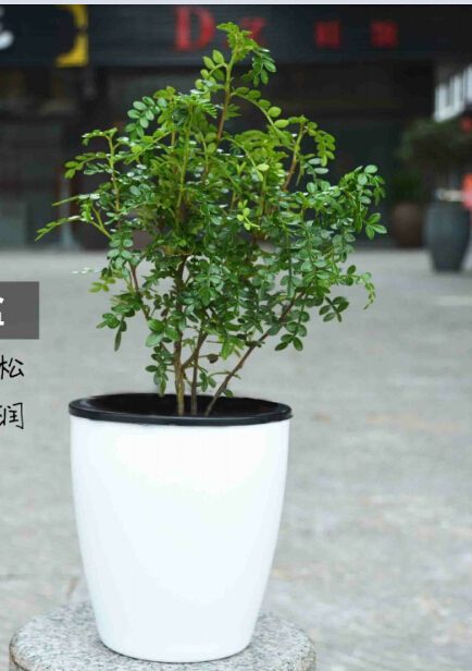 Lazy flower pot automatic water absorption creative fleshy green plant water culture large round plastic flower pot wholesale
Lazy flower pot automatic water absorption creative fleshy green plant water culture large round plastic flower pot wholesale