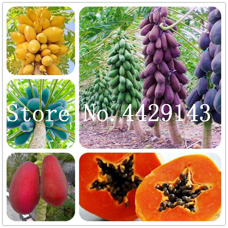 100% True Papaya bonsai Bonsai Tree Organic Carica Papaya bonsai For Garden Vegetable Fruit Plants Sementes 50 pcs Seeds Tropic Fruit
100% True Papaya bonsai Bonsai Tree Organic Carica Papaya bonsai For Garden Vegetable Fruit Plants Sementes 50 pcs Seeds Tropic Fruit