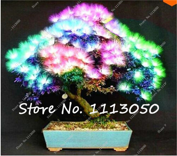 Sale! 100 Pcs Seeds 10 kinds Bonsai Acacia 100% Genuine Bonsais Plants Organic Blooming Flower Bonzai Garden Plant
Sale! 100 Pcs Seeds 10 kinds Bonsai Acacia 100% Genuine Bonsais Plants Organic Blooming Flower Bonzai Garden Plant