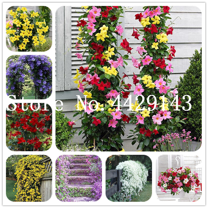 Sale!200 pcs/bag Seeds Rare climbing Jasmine flower white jasmine bonsai fragrant plant arabian jasmine bonsai plant home garden
Sale!200 pcs/bag Seeds Rare climbing Jasmine flower white jasmine bonsai fragrant plant arabian jasmine bonsai plant home garden