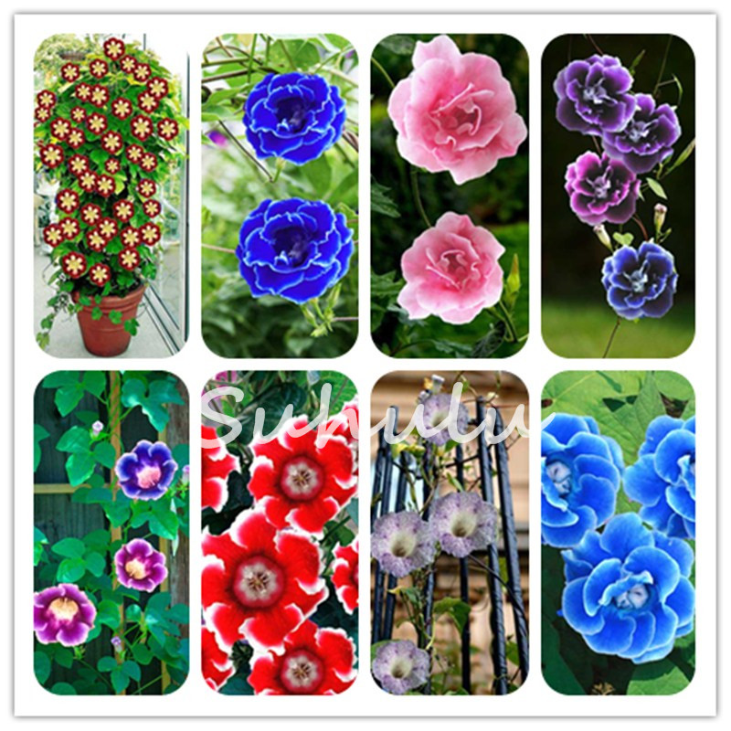200 pcs Seeds Imported Gloxinia Climbing Plant Bonsai Perennial Sinningia Gloxinia Flower plant for Home Garden Decor Pot Easy to Grow
200 pcs Seeds Imported Gloxinia Climbing Plant Bonsai Perennial Sinningia Gloxinia Flower plant for Home Garden Decor Pot Easy to Grow