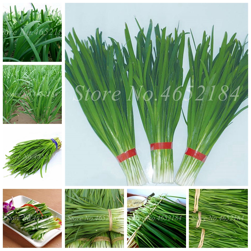 Chinese Chive Bonsai Garden Potted Leek Plants Bonsai For Home Garden Easy To Grow Vegetables Four Seasons Planting 100 Pcs/ bag Seeds
Chinese Chive Bonsai Garden Potted Leek Plants Bonsai For Home Garden Easy To Grow Vegetables Four Seasons Planting 100 Pcs/ bag Seeds