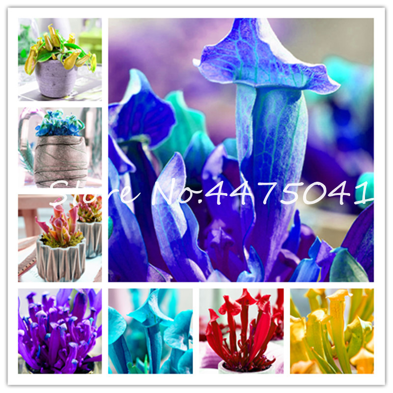 500 Pcs Flytrap Bonsai plant seeds Insectivorous Garden Dionaea Muscipula Giant Clip Venus Flytrap Potted Plant Nepenthes Carnivorous Plant 
500 Pcs Flytrap Bonsai plant seeds Insectivorous Garden Dionaea Muscipula Giant Clip Venus Flytrap Potted Plant Nepenthes Carnivorous Plant