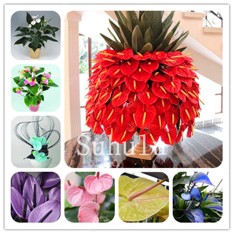 300 pcs Bonsai Colorful Anthurium Andraeanum Bonsai seeds Linden Araceae Perennial Indoor Evergreen Plants Herb Flower For Home Garden
300 pcs Bonsai Colorful Anthurium Andraeanum Bonsai seeds Linden Araceae Perennial Indoor Evergreen Plants Herb Flower For Home Garden