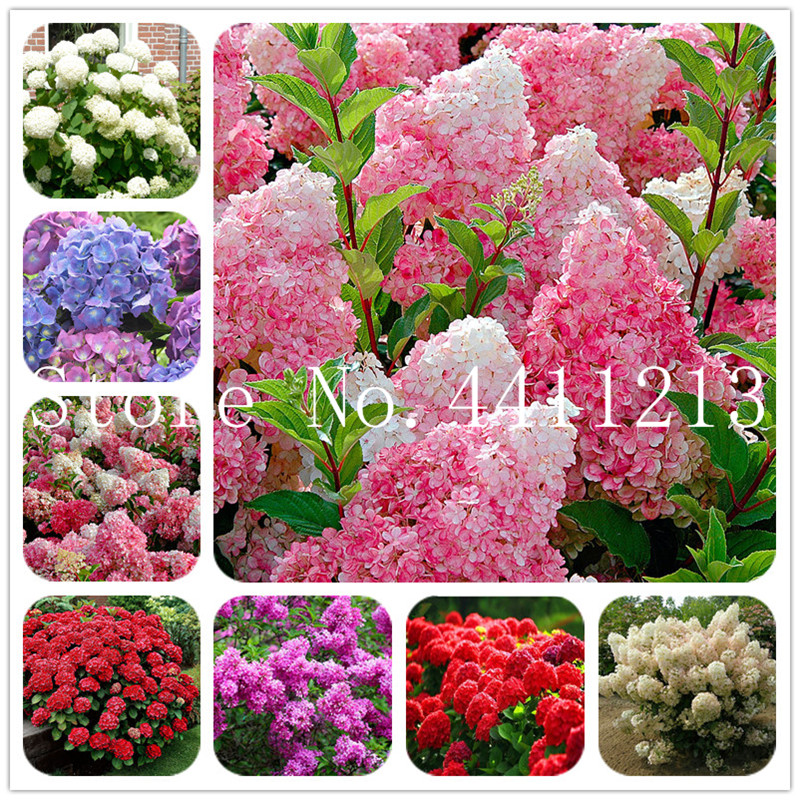 Hot Sale! 100 pcs/bag hydrangea paniculata 'Vanilla Fraise' ,Hydrangea bonsai plant seeds flower,11 colors to choose, plant for home garden
Hot Sale! 100 pcs/bag hydrangea paniculata 'Vanilla Fraise' ,Hydrangea bonsai plant seeds flower,11 colors to choose, plant for home garden