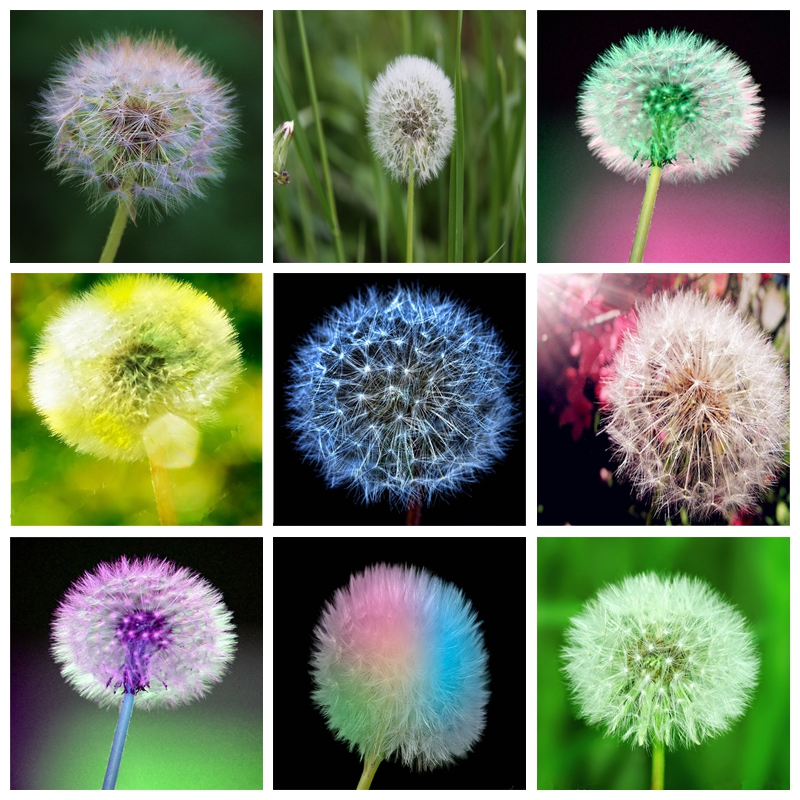 Free Ship 200pcs/ bag Imported Dandelion Mongolian Bonsai plant seeds Herb Plantas Outdoor De Flores Taraxacum Flower For Home Garden Bonsai
Free Ship 200pcs/ bag Imported Dandelion Mongolian Bonsai plant seeds Herb Plantas Outdoor De Flores Taraxacum Flower For Home Garden Bonsai