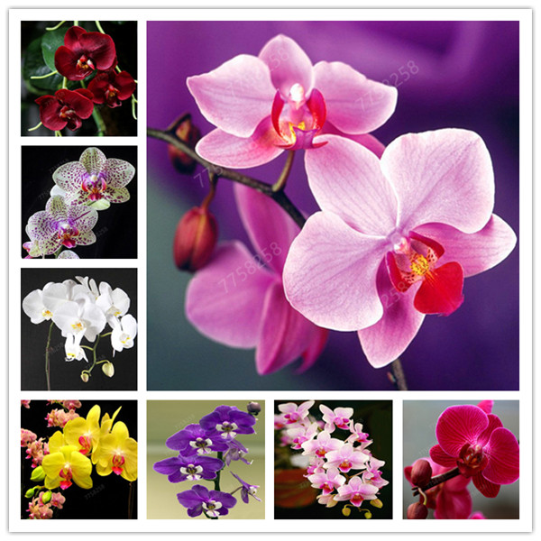 200 Pcs Seeds Orchid Phalaenopsis Bonsai Perennial Flower Bonsai Home Garden Four Seasons Plants Bonsai Flowers Easy To Grow
200 Pcs Seeds Orchid Phalaenopsis Bonsai Perennial Flower Bonsai Home Garden Four Seasons Plants Bonsai Flowers Easy To Grow