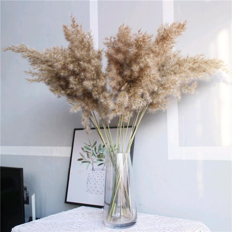 8/10/20 Pcs Pampas Grass Real Dried Plants Decor Wedding Flower Bunch Natural Plants Decor Flowers Free Shipping, 8 pcs
8/10/20 Pcs Pampas Grass Real Dried Plants Decor Wedding Flower Bunch Natural Plants Decor Flowers Free Shipping, 8 pcs