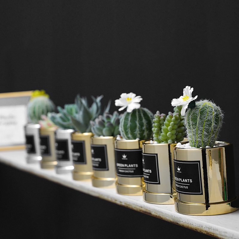 Xuanxiaotong Big 3D Cactus Potted Artificial Green Plants Bonsai for Home Balcony Decoration Plante Artificielle, Cactus ball silver
Xuanxiaotong Big 3D Cactus Potted Artificial Green Plants Bonsai for Home Balcony Decoration Plante Artificielle, Cactus ball silver