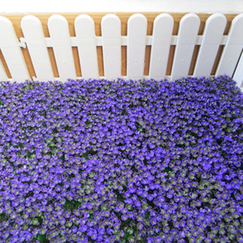 Purple Plant Crafts Simulation Decoration Flower Ball Eucalyptus Milan Grass Ball Set Props
Purple Plant Crafts Simulation Decoration Flower Ball Eucalyptus Milan Grass Ball Set Props