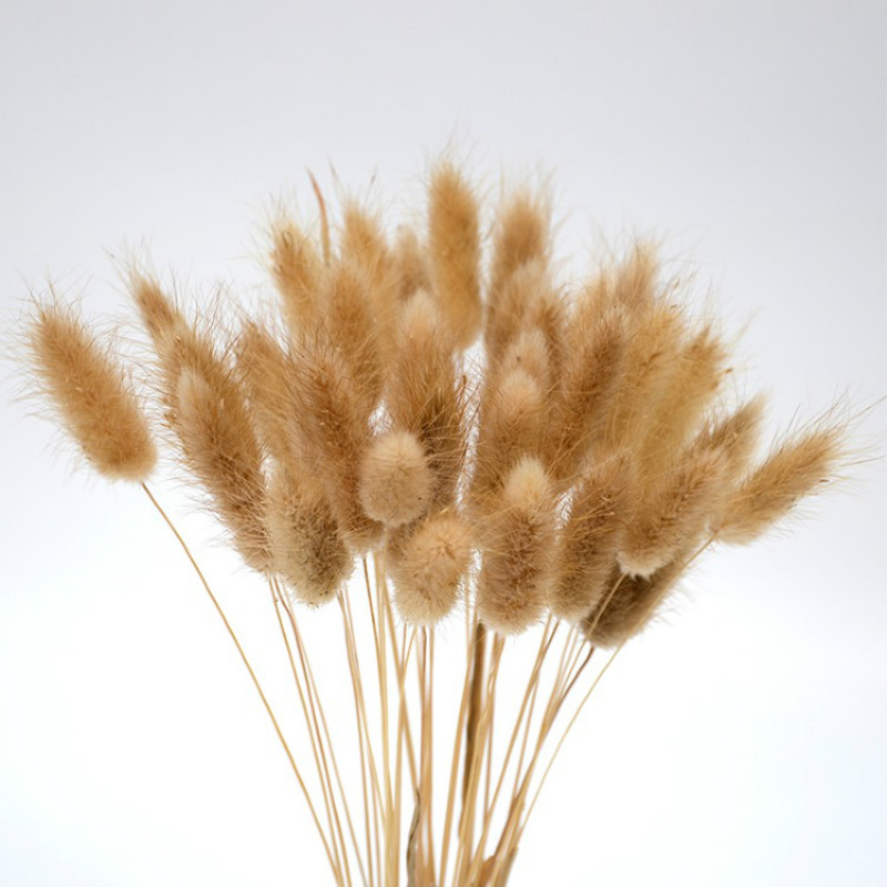 50pc Tail Grass Natural Pampas Grass Dried Flower Bouquet Home Decoration Accessories Artificial Flowers Natural Plants, 30pcs white
50pc Tail Grass Natural Pampas Grass Dried Flower Bouquet Home Decoration Accessories Artificial Flowers Natural Plants, 30pcs white