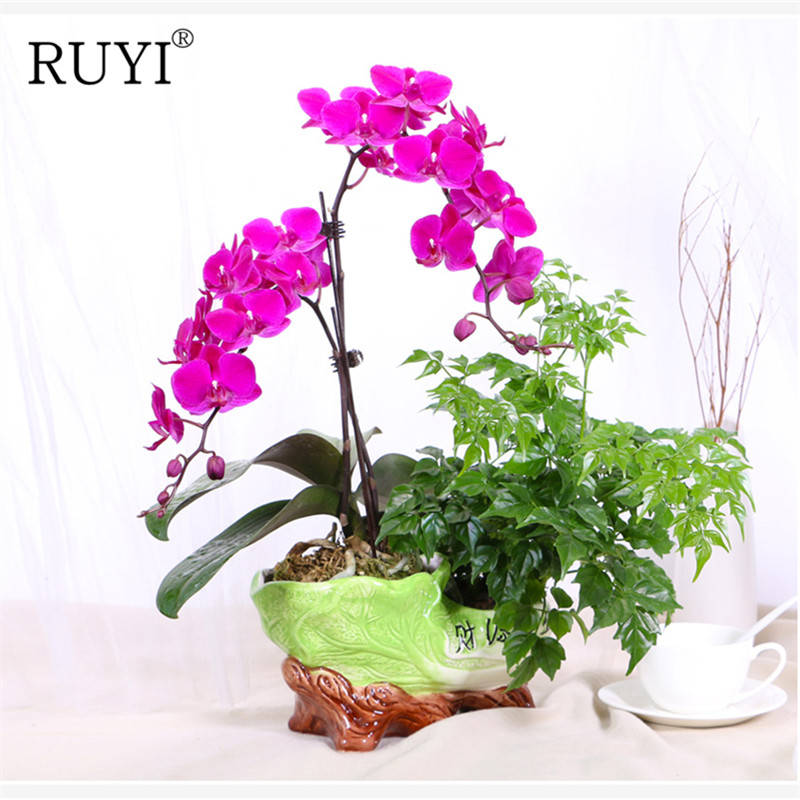 Simulation Silk Phalaenopsis Flowers Artificial Flower for Wedding Party Home Festival Decoration High Quality Butterfly Orchid, White
Simulation Silk Phalaenopsis Flowers Artificial Flower for Wedding Party Home Festival Decoration High Quality Butterfly Orchid, White
