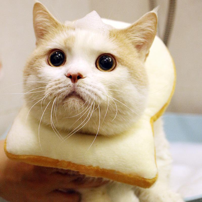 Pet Dogs Cats Soft Bread Slice Creative Toast Headgear Costume Circle Collar Pet Photo Props Decoration Costume /S/M/L/XL/XXL, As picture
Pet Dogs Cats Soft Bread Slice Creative Toast Headgear Costume Circle Collar Pet Photo Props Decoration Costume /S/M/L/XL/XXL, As picture