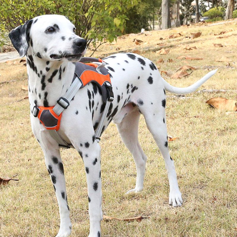 Pet Dog Walk Out Harness Vest Adjustable Breathable Mesh Reflective Chest Collar for Small Medium Large Dogs
Pet Dog Walk Out Harness Vest Adjustable Breathable Mesh Reflective Chest Collar for Small Medium Large Dogs