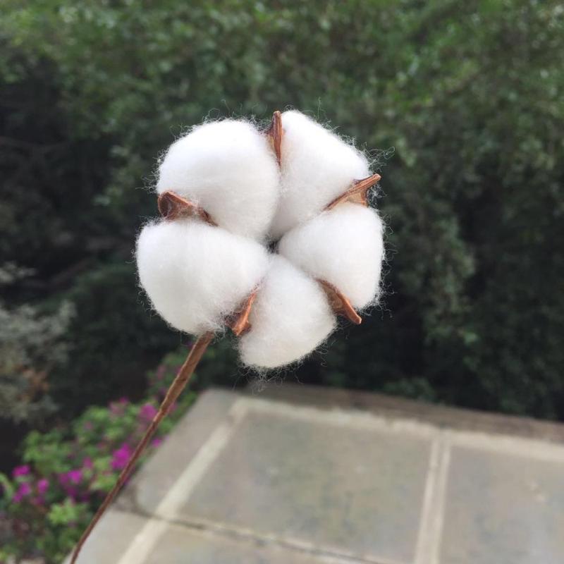 10pcs,Natural Dried Cotton head with Craft wire Branch,Display Flower Arranging For Wedding Party Home Decoration accessories
10pcs,Natural Dried Cotton head with Craft wire Branch,Display Flower Arranging For Wedding Party Home Decoration accessories
