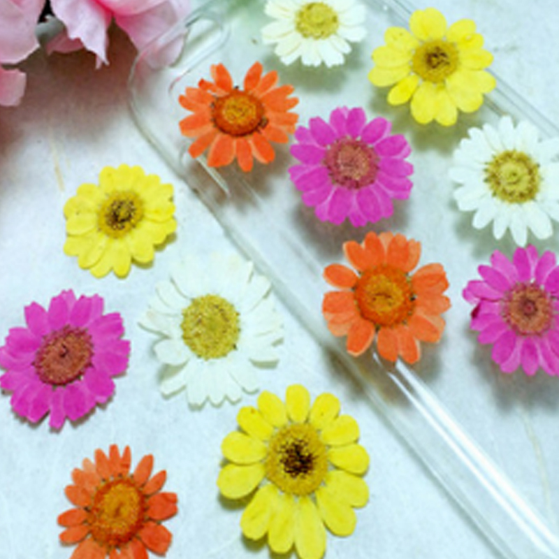 12Pcs Chrysanthemum Pressed Dried Flowers For Art Craft Resin Jewelry Making DIY Home Decoration, Purple
12Pcs Chrysanthemum Pressed Dried Flowers For Art Craft Resin Jewelry Making DIY Home Decoration, Purple