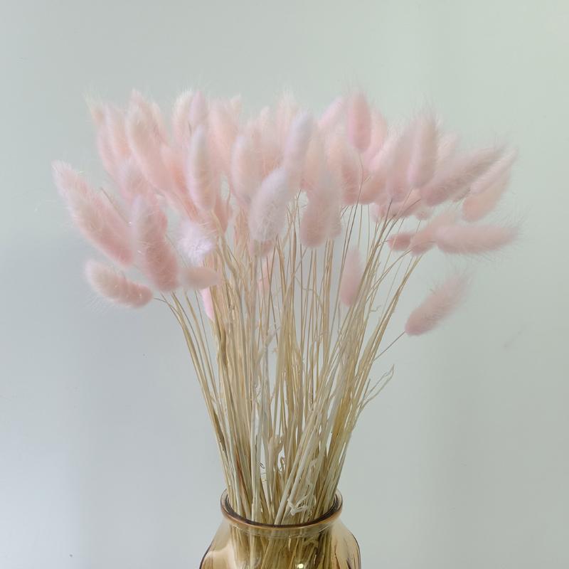 Dongliflower 100 Pcs Natural Dried Lagurus Ovatus Tails Hare's Tail Grass Ornamental Plants Home Decorations Arrangement, White
Dongliflower 100 Pcs Natural Dried Lagurus Ovatus Tails Hare's Tail Grass Ornamental Plants Home Decorations Arrangement, White