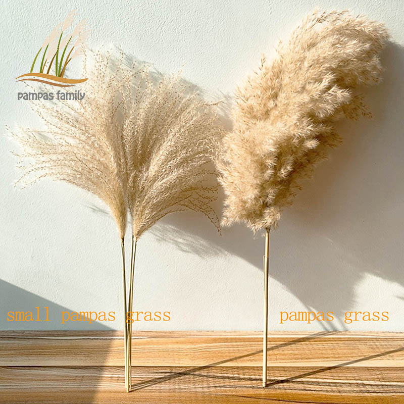 real pampas grass decor natural dried flowers plants wedding flowers dry flower bouquet fluffy lovely for holiday home decor, 10 pcs small pampas
real pampas grass decor natural dried flowers plants wedding flowers dry flower bouquet fluffy lovely for holiday home decor, 10 pcs small pampas