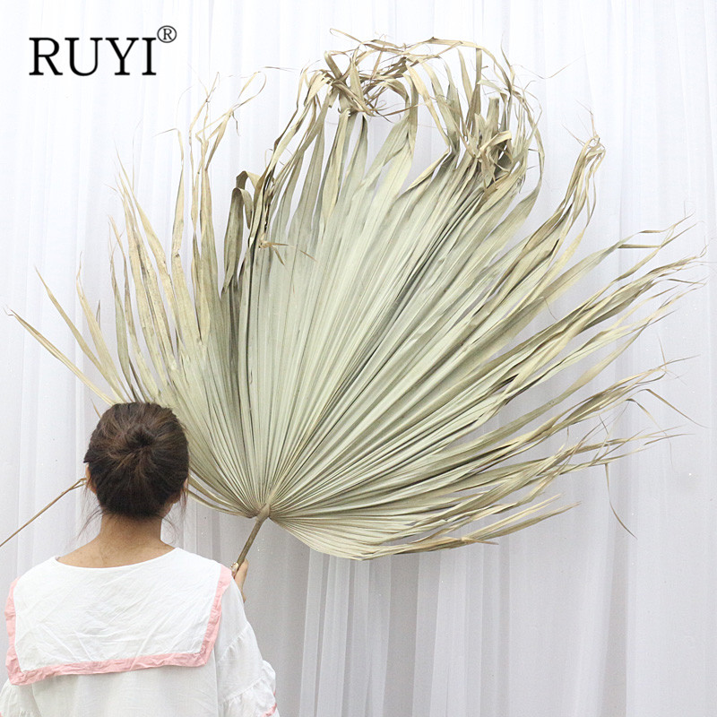 10PCS Natural Plants Dried Flower Palm Fan Leaf Palm Plants Wedding Styling Home Decor Reception Party Wall Hanging Decoration
10PCS Natural Plants Dried Flower Palm Fan Leaf Palm Plants Wedding Styling Home Decor Reception Party Wall Hanging Decoration